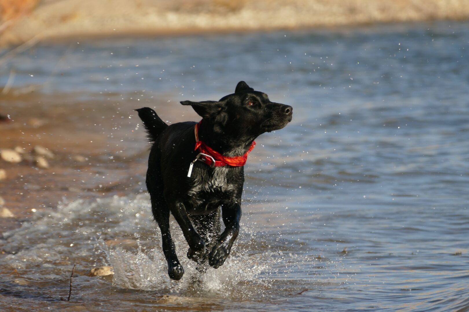 Dog running