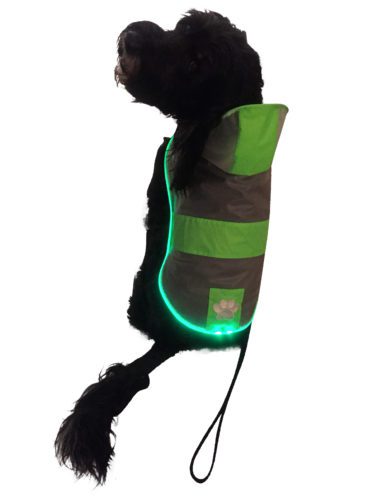 Royal Animals LED raincoat