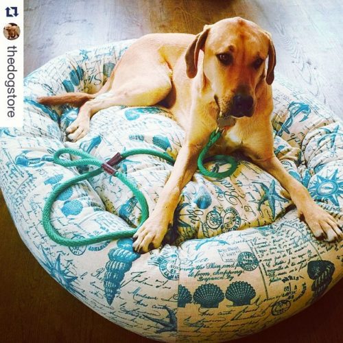 A true Hamptons dog chilling on a natural linen bed with Mecox print from Sit. Stay. Forever. at The Dog Store in Wainscott.
