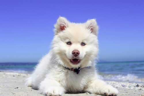 A white dog laying on the beach.