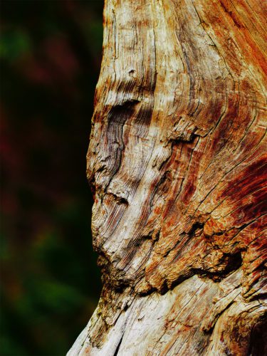 A close up of a face on a tree trunk.