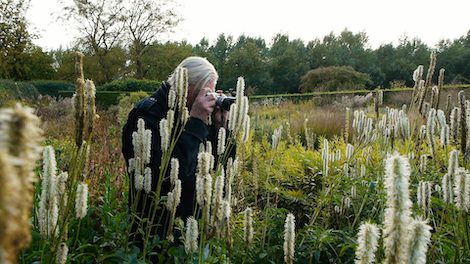 A woman taking a picture of tall grasses in a field.