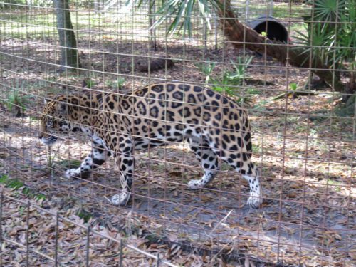 A jaguar walking through a zoo enclosure.