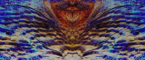 An abstract image of an owl's feathers.