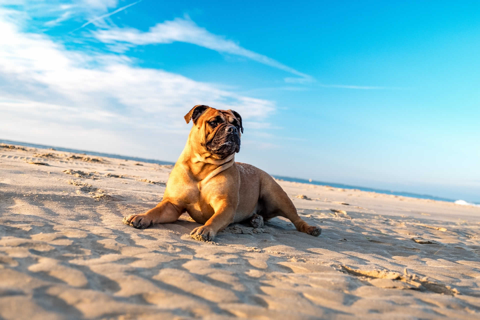 A brown dog sitting on the beach with a blue sky.