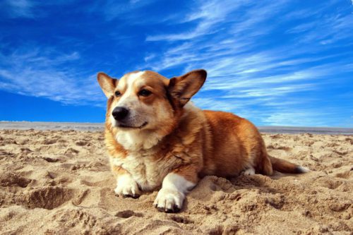 A dog laying on the sand.