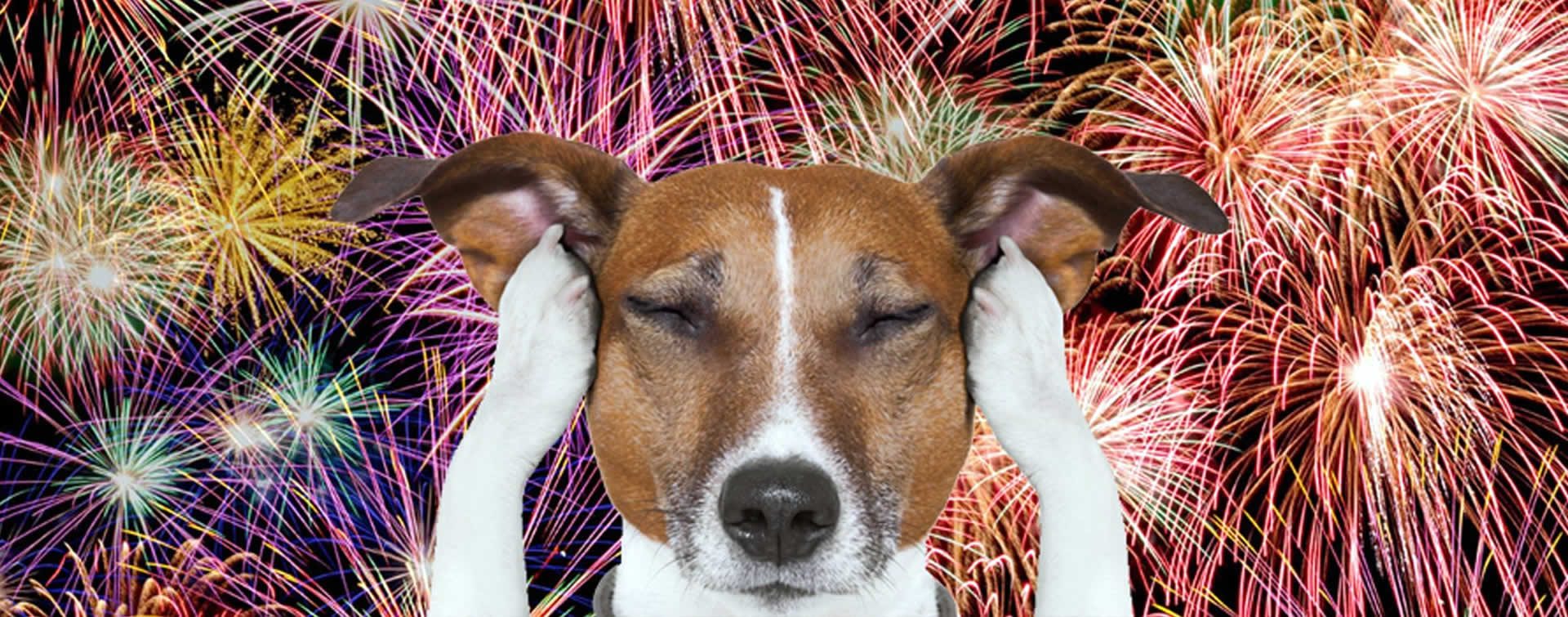 A dog is holding his head up in front of fireworks.