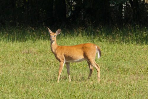 A deer standing in a grassy field.