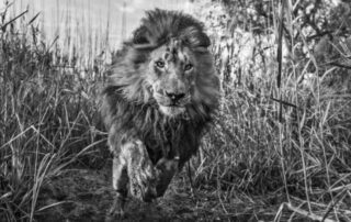 A lion running through tall grass in black and white.