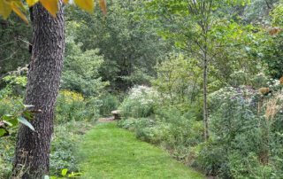 Garden path with bench and wildflowers.